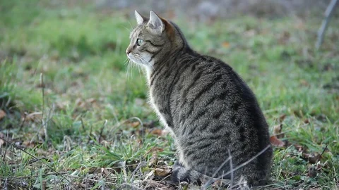 Cat hunting in the field Stock Footage 101889484