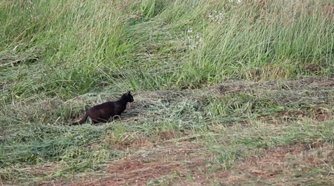 Cat hunting Stock Footage 39718716