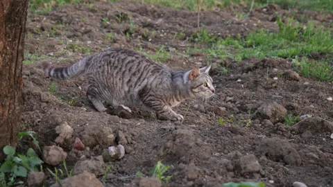 Cat hunting 스톡 동영상 178087749