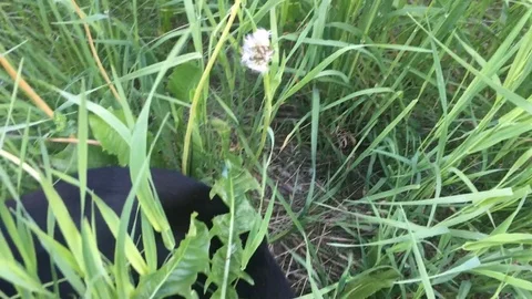 Cat hunting mouse in the high grass, predator, catches Stock Footage 77060758