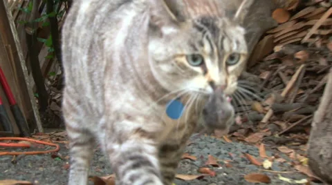 Cat Hunting Mouse Outside Stock Footage 28793433