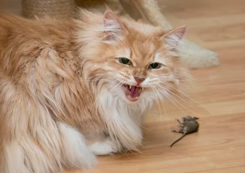 Cat hunting mouse Stock Photos