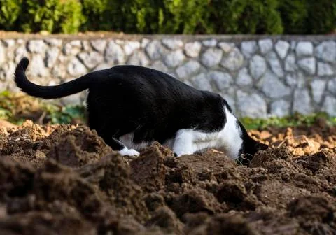 Cat hunting Stock Photos