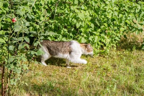Cat hunting Stock Photos