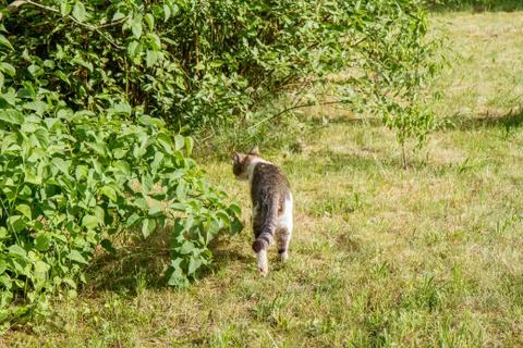 Cat hunting Stock Photos