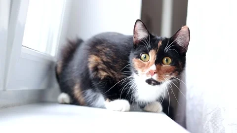 The cat is hunting on the window . A pet. A colored cat. Stock Footage 150091756