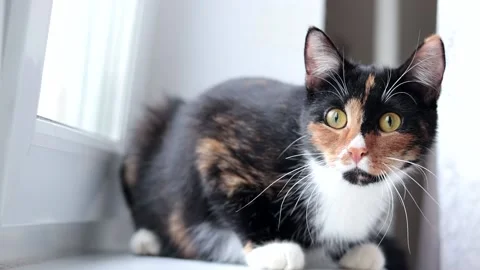 The cat is hunting on the window . A pet. A colored cat. Stock Footage 150091773