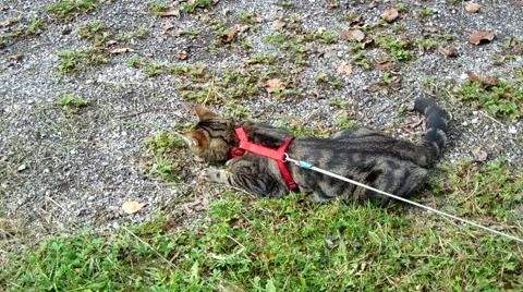 Cat hunts and eats a grasshopper Stock Footage 42914489