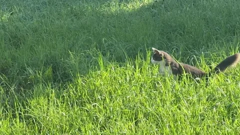 A cat hunts birds Stock Footage 345754668