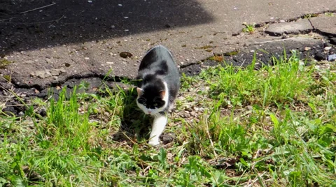 Cat hunts for its prey Видео 39844631