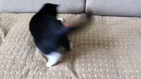Cat hunts laser pointer Stock Footage 76177871