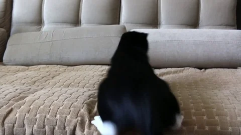 Cat hunts laser pointer Stock Footage 76177885