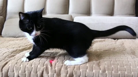 Cat hunts laser pointer Stock Footage 76177919