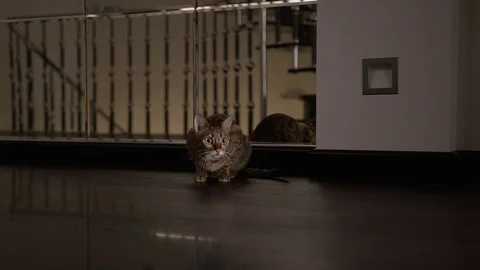 Cat hunts a look at the camera Stock Footage 98303484