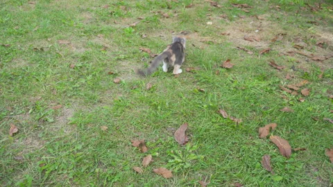 Cat hunts mouse in yard Stock Footage 325845963
