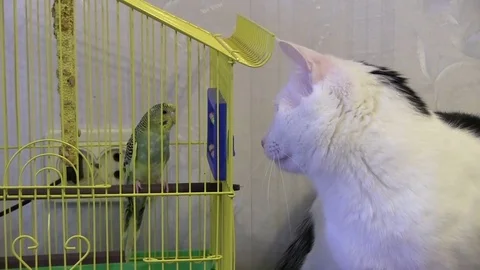 The cat hunts the parrot. 스톡 동영상 82529907