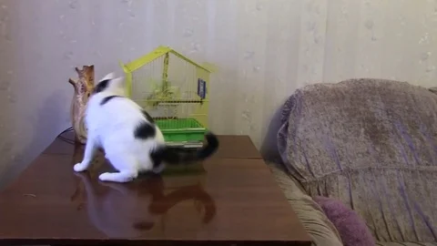 The cat hunts the parrot. Stock Footage 82529909