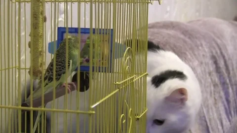 The cat hunts the parrot. Stock Footage 82529914