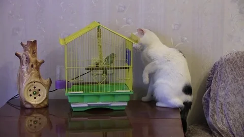 The cat hunts the parrot. Stock Footage 82529915