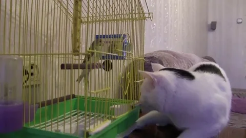 The cat hunts the parrot. Stock Footage 82529923