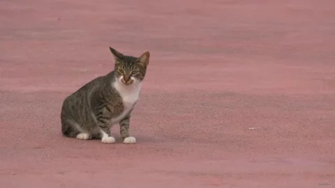 The cat hunts pigeons Stock Footage 219062701