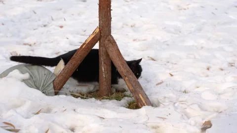 Cat hunts in the snow in winter Stock Footage 261815676