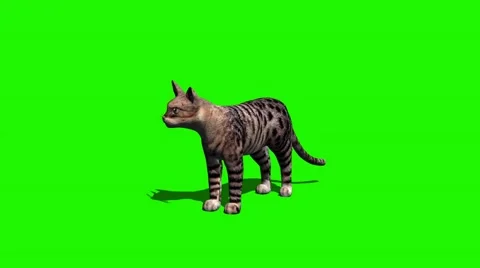 Cat idle - 2 different views - with shadow Video stock 47313250