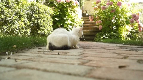 Cat ignoring Stock Footage 94411607