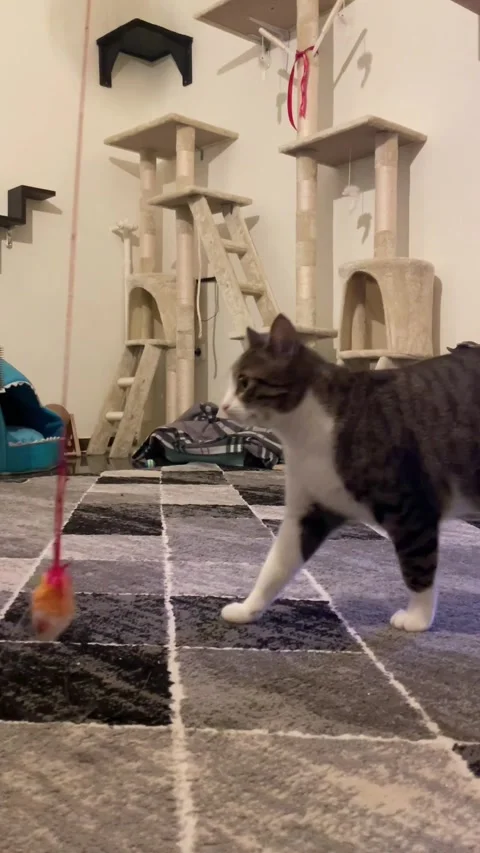 Cat ignoring interactive toy 스톡 동영상 304089963