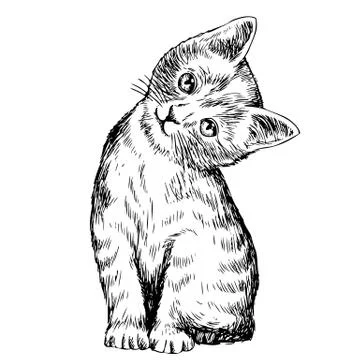 Cat Stock Illustration
