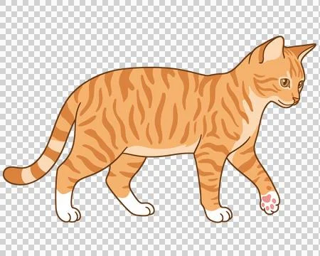 Cat Ilustración de archivo