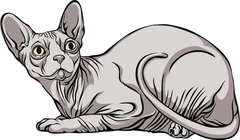 Cat image, Sphynx cat, portrait, illustration Stock Illustration