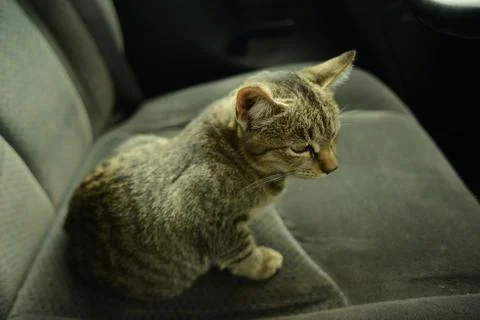 Cat indoors Stock Photos