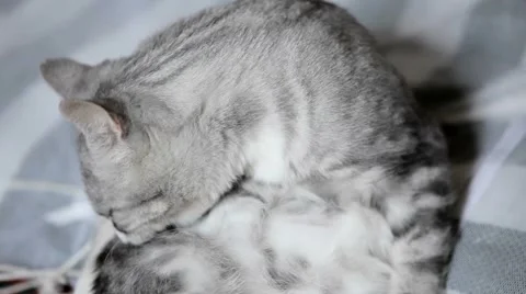 The Cat Is Infected With Parasites Stock Footage 51848654