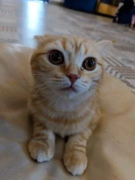 Cat with innocent expression Stock Photos