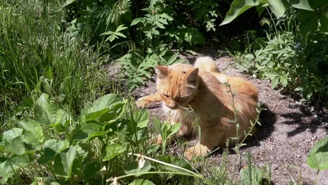 Cat with Insects in Garden Stock Footage 293207665