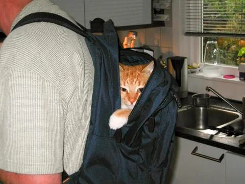 Cat inside backpack Foto stock