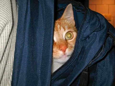 Cat inside backpack Stock Photos