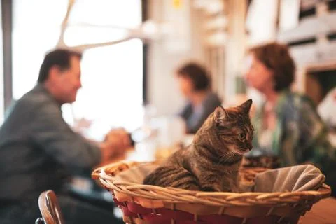Cat inside a basket Stock Photos