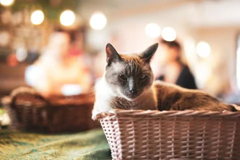 Cat inside a basket Stock Photos