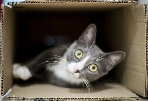 Cat inside a cardboard box Stock Photos
