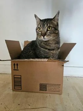 Cat inside cardboard box Stock Photos