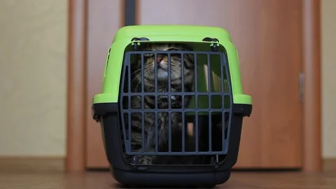 Cat inside a cat carrier box Stock Footage 97348652