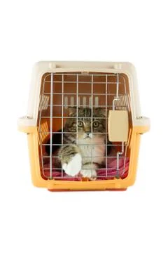 Cat inside a cat carrier box Stock Photos