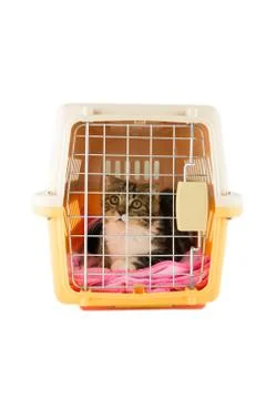Cat inside a cat carrier box Stock Photos