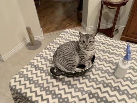Cat inside frying pan Foto stock