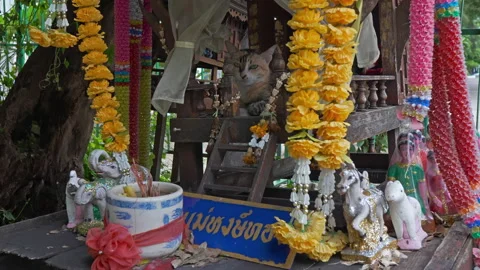 Cat inside joss house or Thai spirit house. Place for pray, Buddhist traditions Stock Footage 161961950