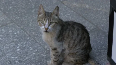 A Cat Inside Khan el-Khalili Market In Cairo, Egypt Stock Footage 157995265