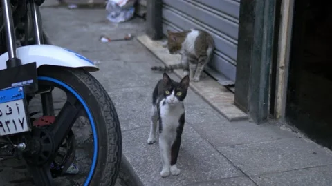 A Cat Inside Khan el-Khalili Market In Cairo, Egypt Stock Footage 157995285