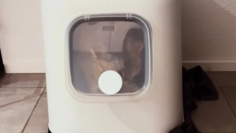 Cat Inside Modern Covered Litter Box 스톡 동영상 331125795